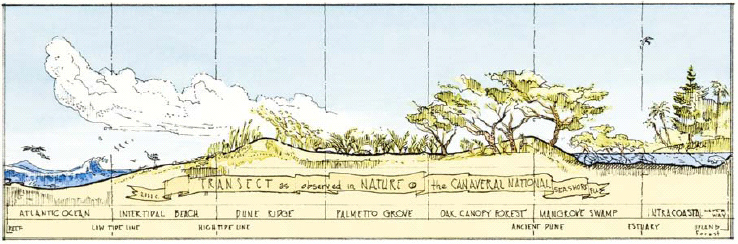 Natural Transect sketch