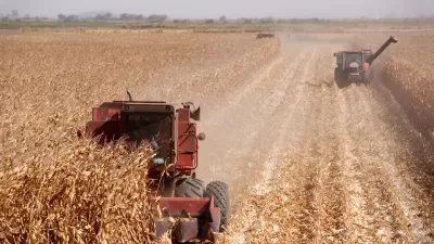 Two red combines harvesting corn in central California.