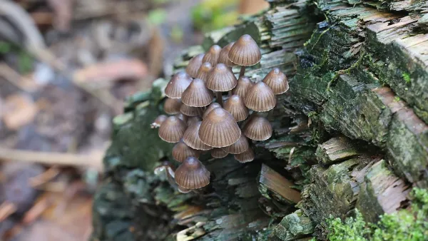 Mycena stipata, commonly known as clustered pine bonnet, mushroom from Finland growing out of the end of a log.