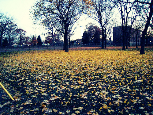 Photo: Near Chene Street, an empty field.