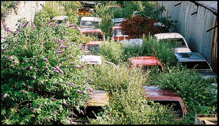 Photo: a graveyard of cars.