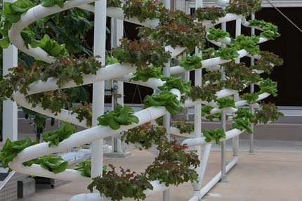 Photo: Plants growing in a hydroponic laboratory.