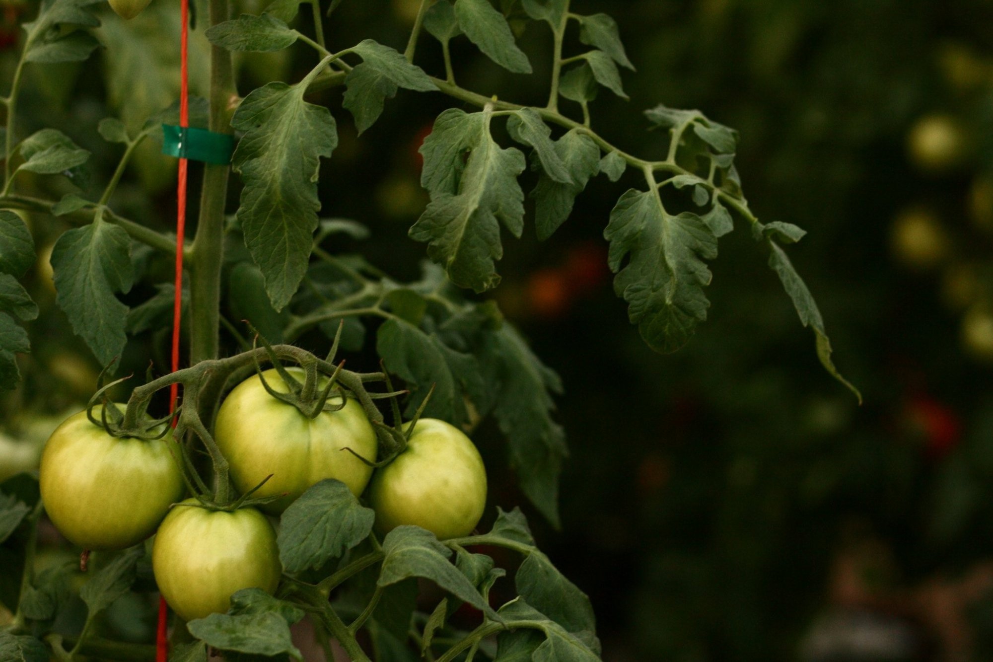 A Microfarm Grows in an L.A. Front Yard - Vimarsana News