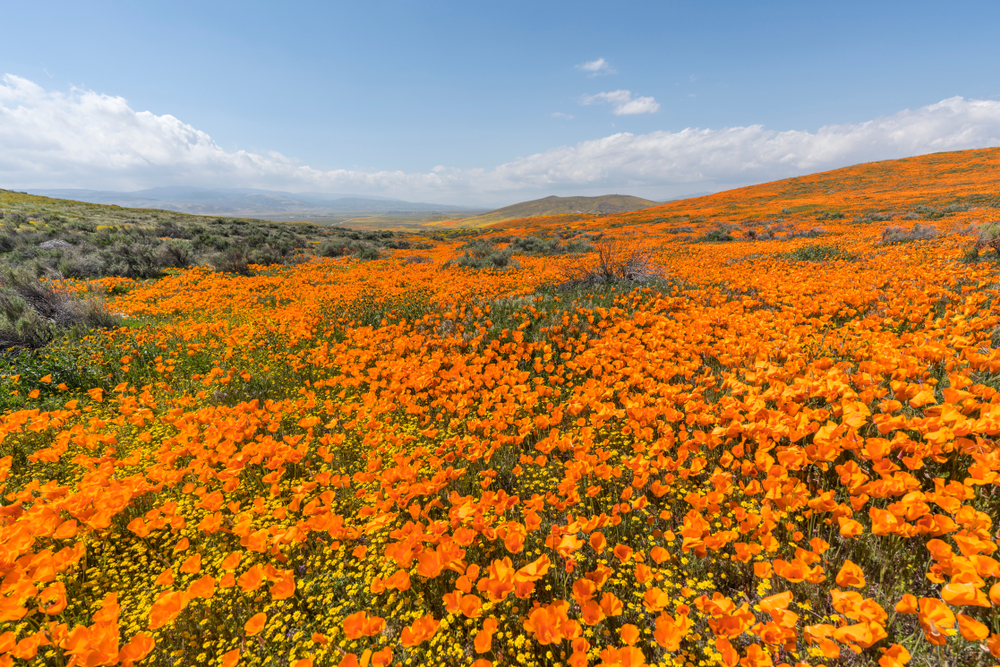 L.A.'s 30x30 Goals: Conservation and Restoration - Vimarsana News