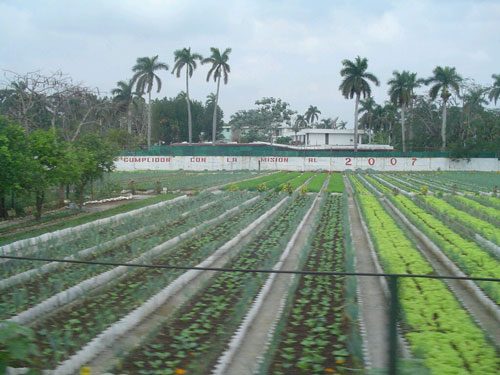 Terraponics in Havana