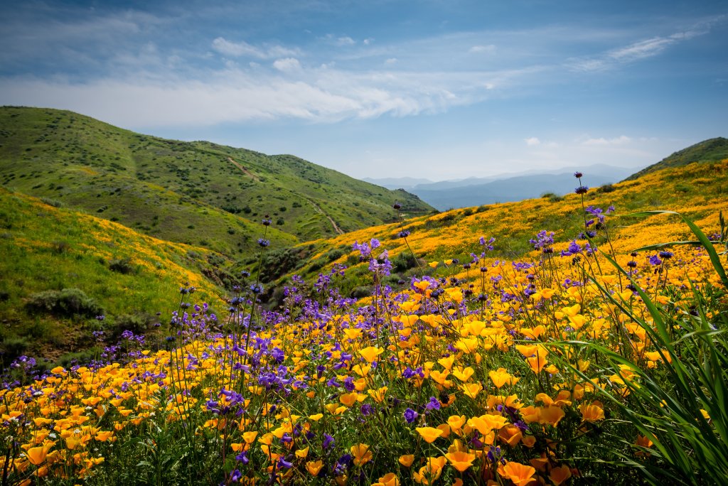 Hillside meadows carpeted with vibrant orange and purple flowers and an ocean cove in the distance.