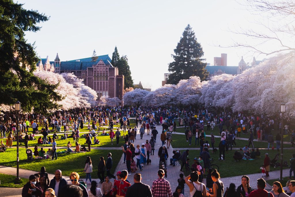 University of Washington Master of Urban Planning campus image with blossom trees and students