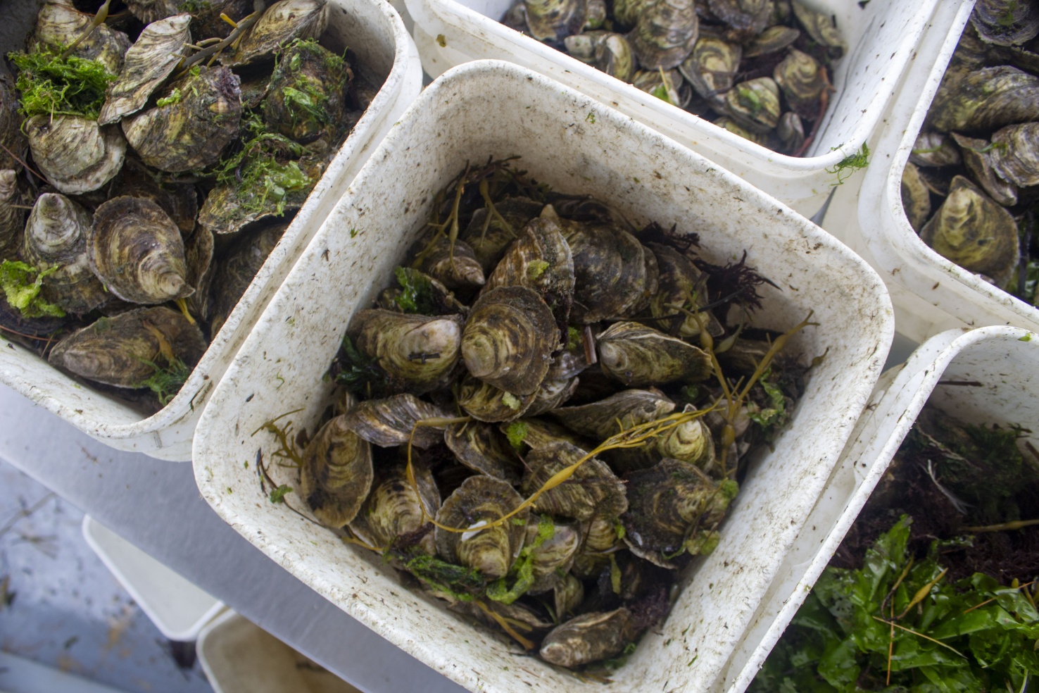 Maine Ocean Farms grows about 3 million oysters at a time on its 10-acre plot in southern Maine's Casco Bay.