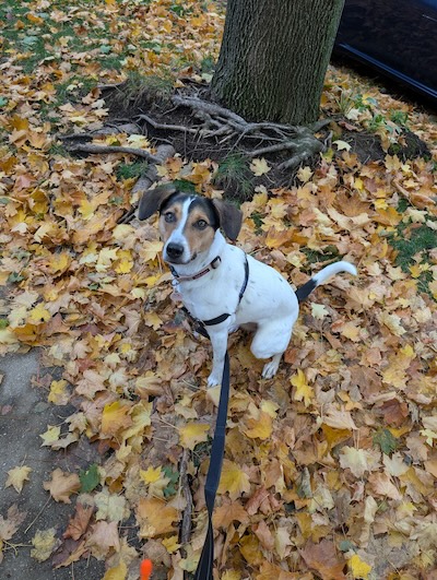 Small Jack Russell mix dog looking up sitting in a pile of fall leaves.
