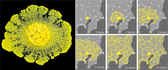 An image of slime mold (Physarum polycephalum) compared to the outward expansion of cities.
