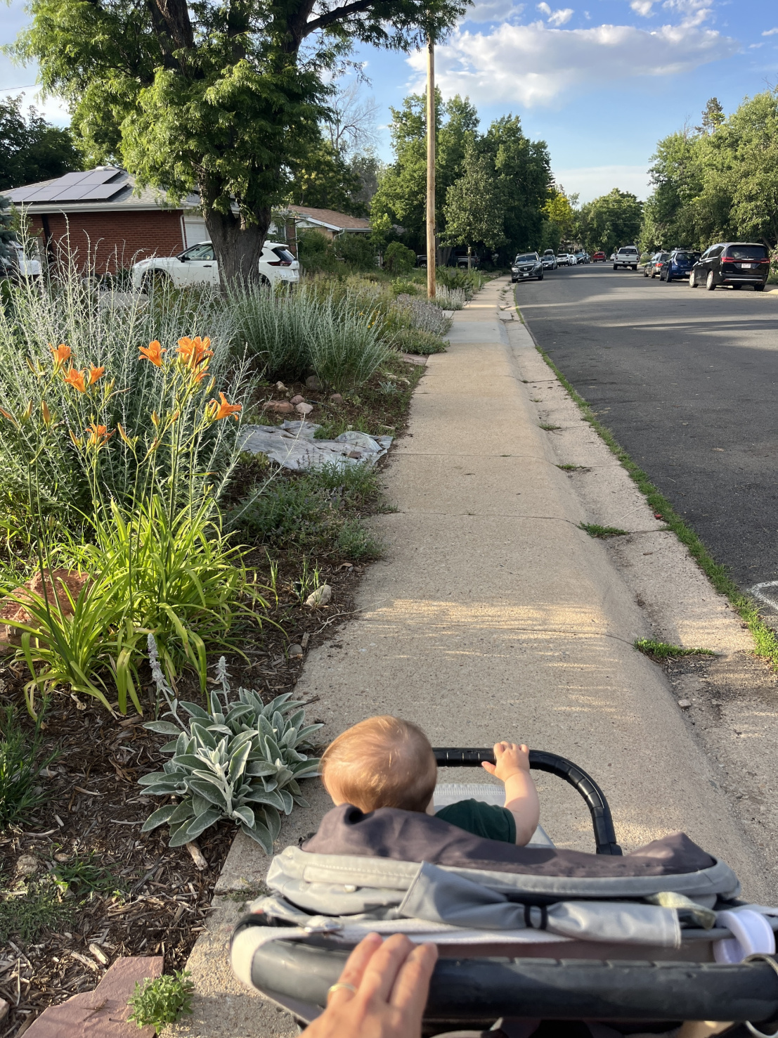 A walk in suburban Boulder, Colorado.