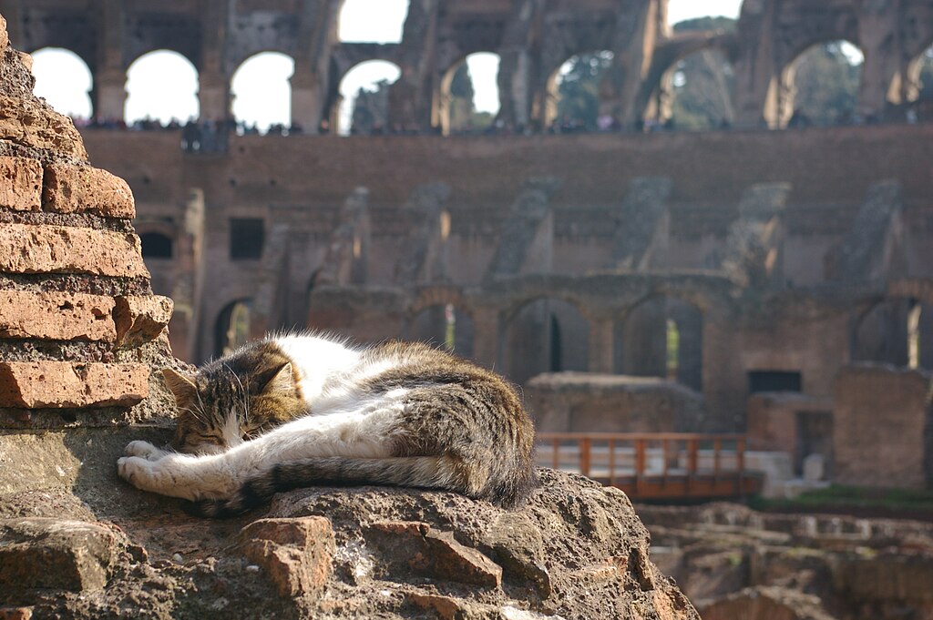 A cat sleeps on a ledge of the Colluseum in Rome, with the back wall of the structure, covered in tourists, in the background.