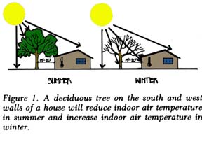 A digram showing landscaping for shade. 