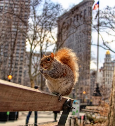 Squirrel on a bench in Central Park, New York.