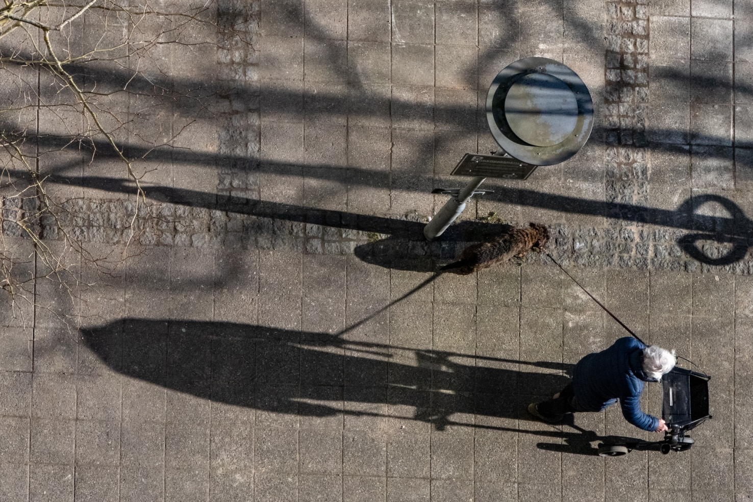  A senior woman with a walker out walking her dog with the early monrning shadows.