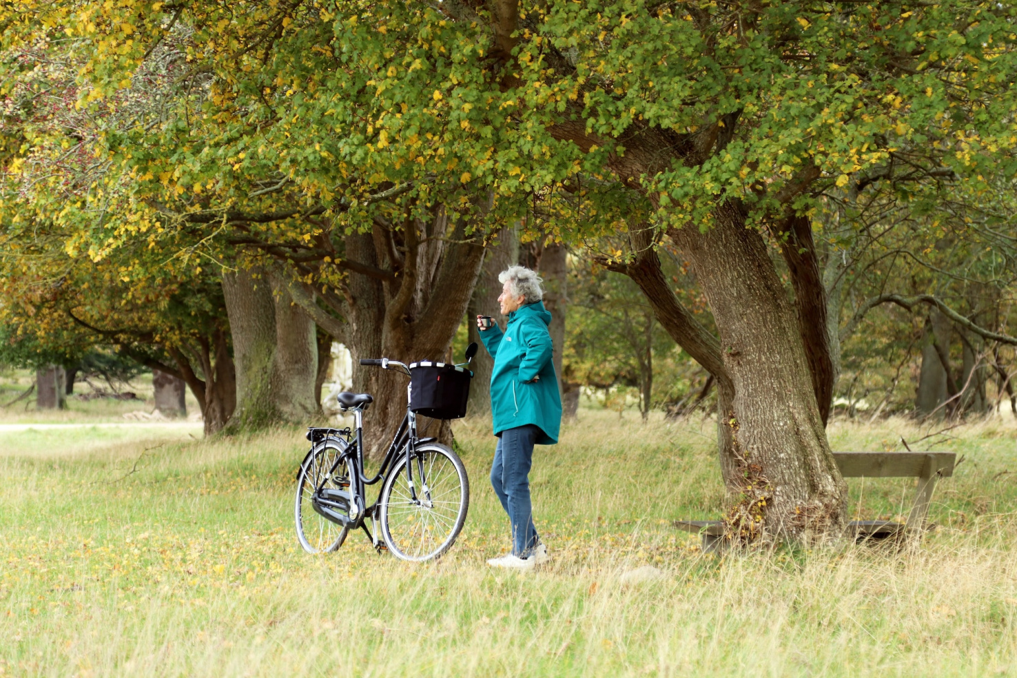  Bicycle ride in the old park. An elderly lady drinks coffee from a thermos. Forest park north of Copenhagen, It covers around 11 km2 (4.2 sq mi).