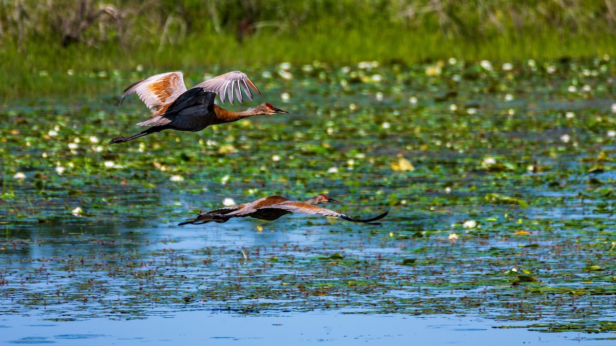 Two birds with black bellies and white wings fly over a wetland.