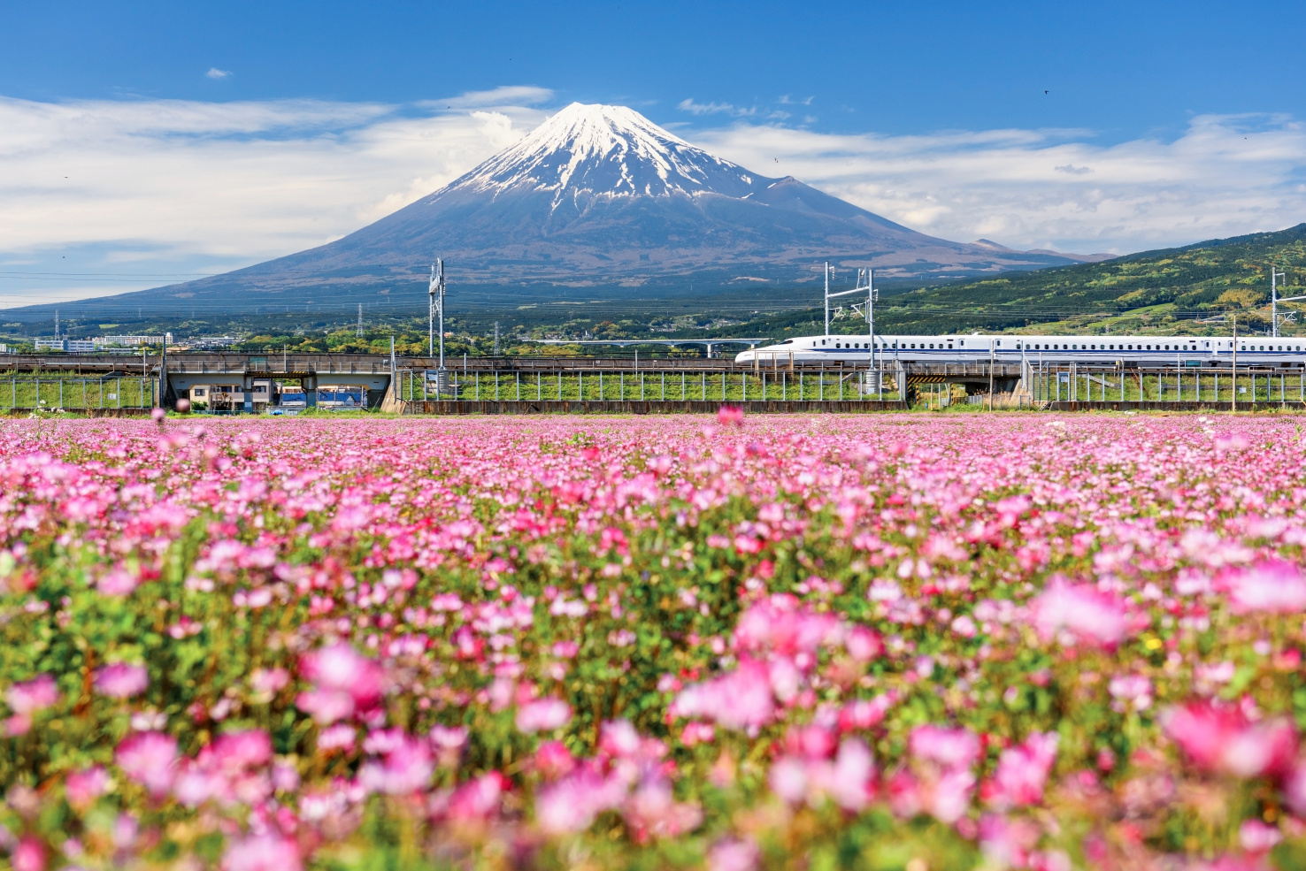 The Shinkansen JR Bullet train. There are pink flowers in the foreground, and Mount Fuji in the background.