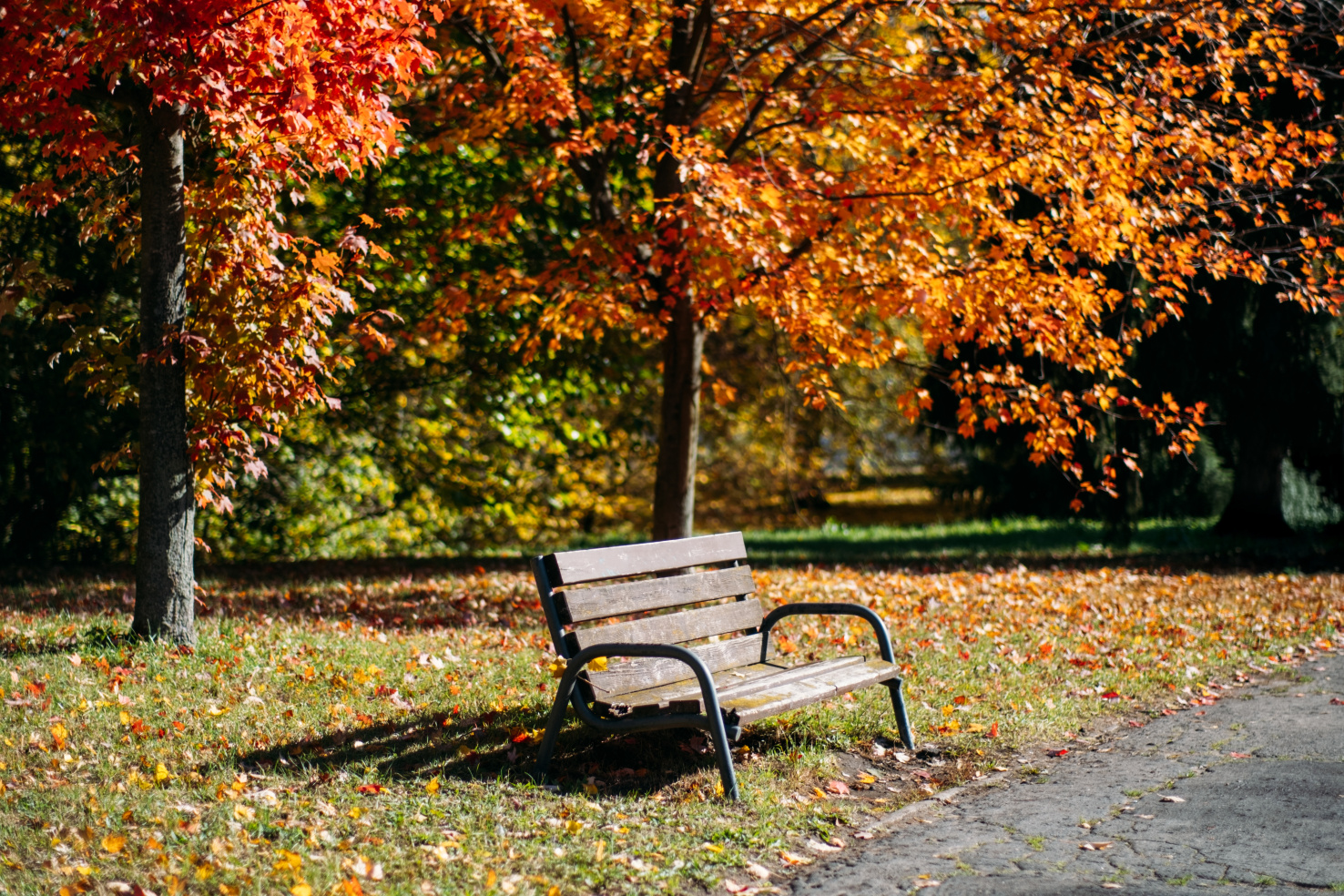 A bench in a park under fall leaves.