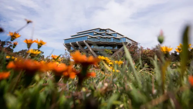 Cover photo from UC San Diego MURP LinkedIn of a medow of flowers covering half of the screen and you overlook them viewing a modern angular building