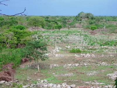 Mayan City