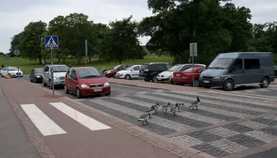 Geese