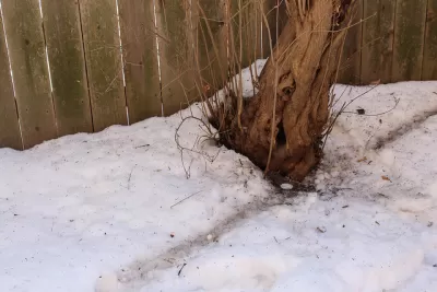 vermin