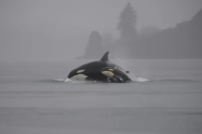 Orca in Washington