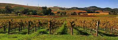 Vineyard, Napa Valley, California