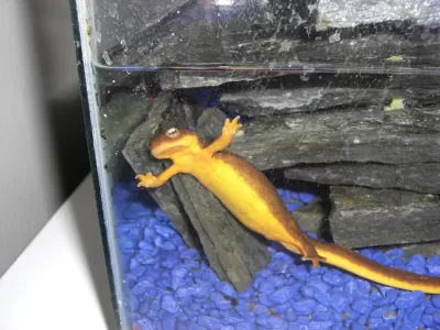 Newt