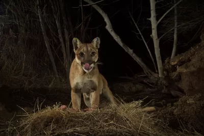 Mountain Lion