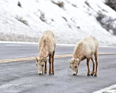 Bighorn Sheep
