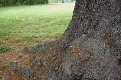 Tree heart