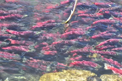 Sockeye Salmon