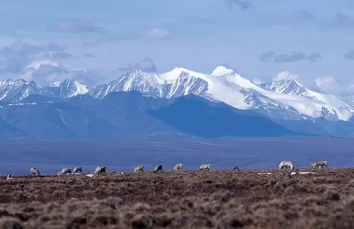 Caribou and Brooks Range, Arctic NWR