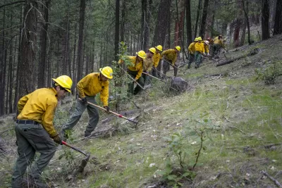 A line of workers in yellow shirts and yellow hard hards work with hoe-like tools in a pine forest, clearing dead brush.