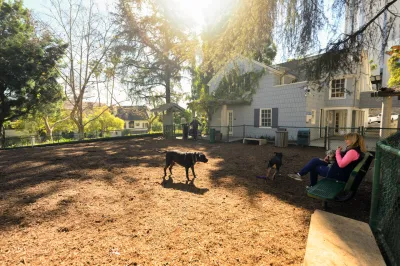 Dogs play in Hart Park