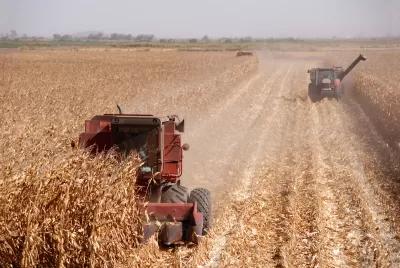 Two red combines harvesting corn in central California.