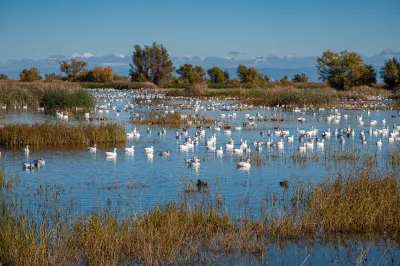 Snow geese at the Sacramento National Wildlife Refuge, California 