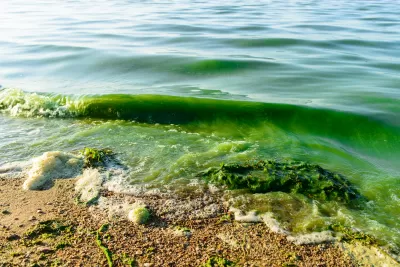 A close-up of the water line on a freshwater beach, small waves lapping at the shore, the water green with algae