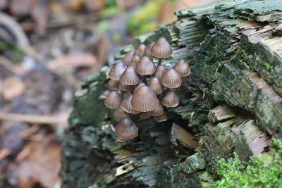 Mycena stipata, commonly known as clustered pine bonnet, mushroom from Finland growing out of the end of a log.