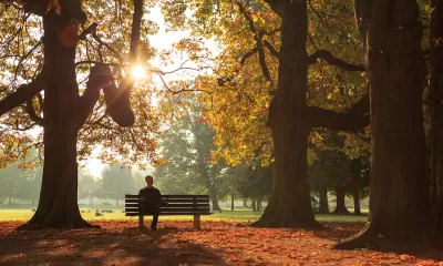 Man sitting on bench sillhouetted against golden hour trees in tranquil park.