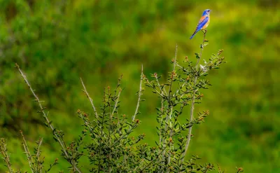 Bluebird sitting on branch of green bush.