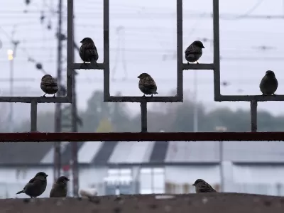 Group of sparrows sitting on decorative metal fence.