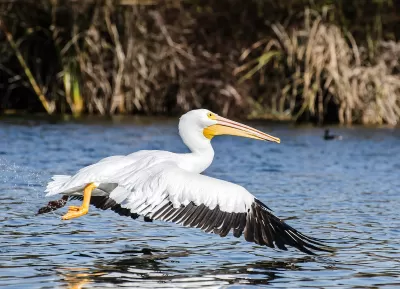 White pelican with black wings flying low over water at Sepulveda Basin Wildlife Reserve in Van Nuys, California.