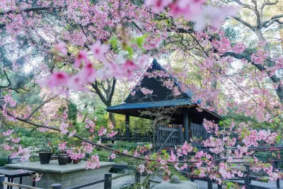 Pink flowers in bloom in front of wood gazebo/pavilion in Descanso Gardens, Los Angeles.
