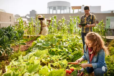 Three people harvesting crops from rooftop community garden.