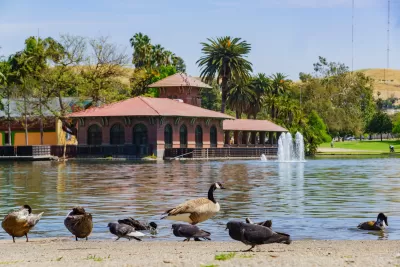 Canada geese and ducks on the shore of a lake with red brick boathouse in background across the lake in Lincoln Park, Los Angeles.