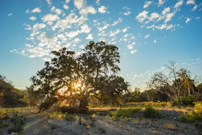 Oak tree with golden hour sun coming through its leaves on a hill in the San Gabriel Mountains in Southern California.