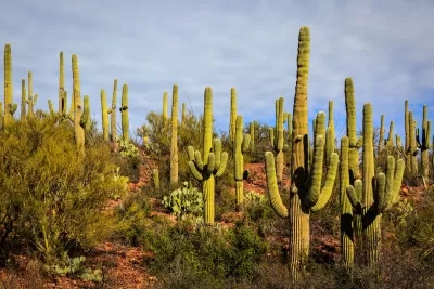 Dense stand of saguaro cacti in Arizona desert.